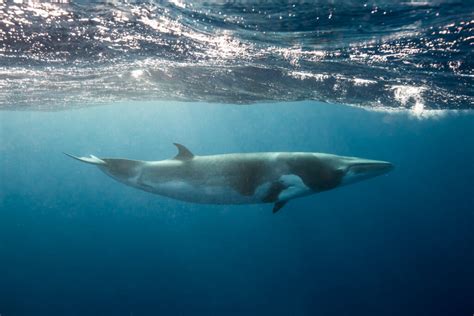 how much does a minke whale weigh